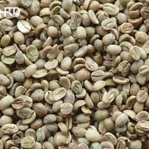 Arabica sàng 18