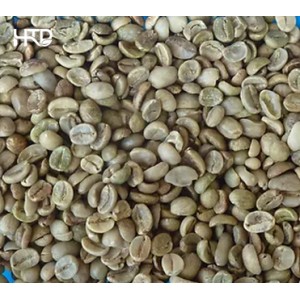 Arabica sàng 16 CBƯ