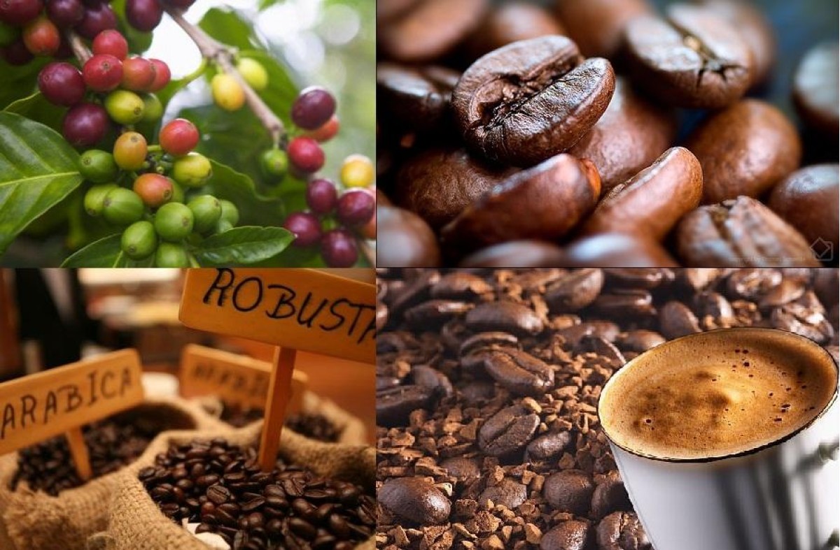 Đặc điểm khác nhau giữa cà phê Arabica và cà phê Robusta như thế nào ?