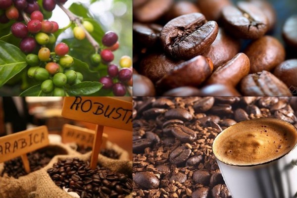 Đặc điểm khác nhau giữa cà phê Arabica và cà phê Robusta như thế nào ?